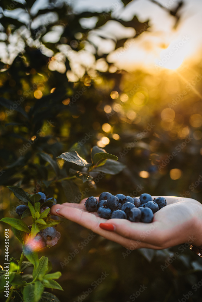 Poster blueberry harvest, on a blueberry plantation in serbia