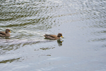 Pato en los Lago de Palermo