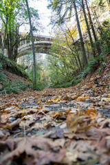 Trail in the middle of trees and plants covered with fallen leaves at Tacoma, Washington