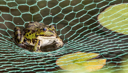 frog on net over pond