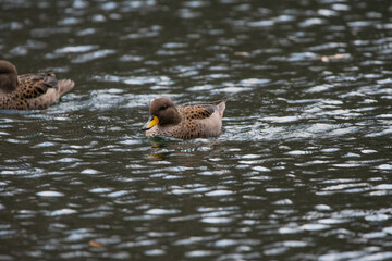 Pato en los Lago de Palermo