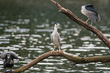 Aves en los Lago de Palermo