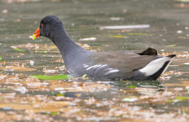 Pato en los Lago de Palermo