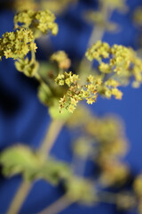Wild yellow flower blossom close up background high quality big size prints