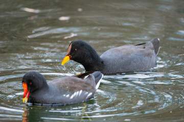 Pato en los Lago de Palermo