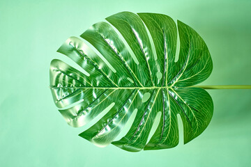 Monstera Leaves
