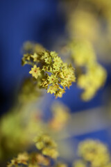 Wild yellow flower blossom close up background high quality big size prints