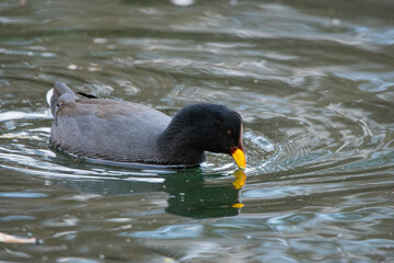 Pato en los Lago de Palermo