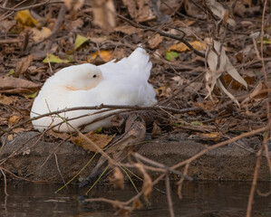 Pato en los Lago de Palermo