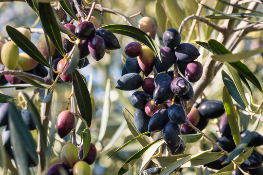 detail of kalamata olive tree with ripe olives hanging on olive tree branch and blurred background