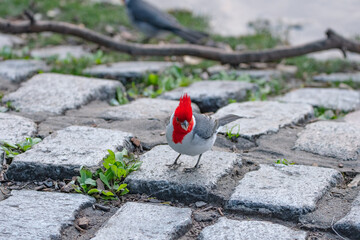 Cardenal caminando en el parque