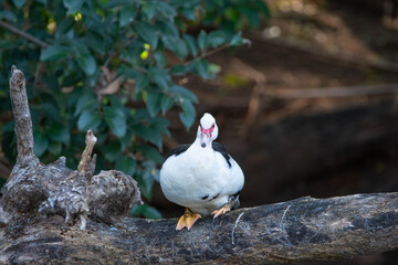 Pato en los Lago de Palermo