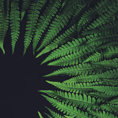 Frame of fern leaves on black background