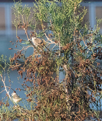 Aves de los Lagos de palermo