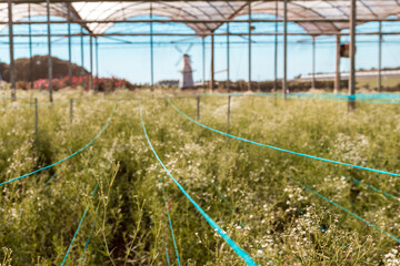 Fototapeta premium Flores na cidade de Holambra, São Paulo