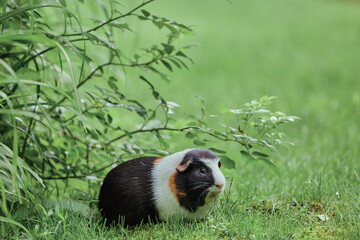 cute guinea pigs adorable American tricolored with swirl on head in park eating grasses enjoying outdoors on a summer day