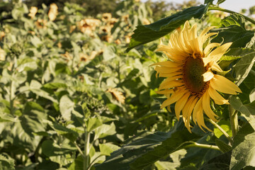 campo de girassóis em holambra