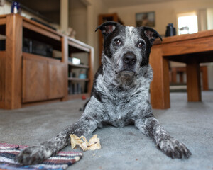 Mixed breed Pit Bull family pet dog lying on the carpet floor at home with alert eyes and ears...
