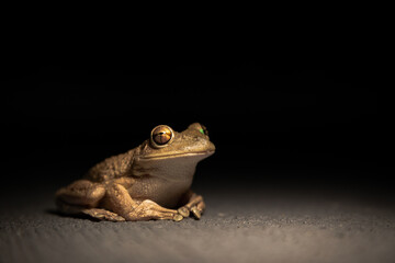frog on black background