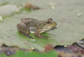 frog on a leaf