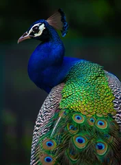 Rolgordijnen Indian Peacock, closeup, peacock head, peacock feathers, dancing, close up, close up of peacock © Raj