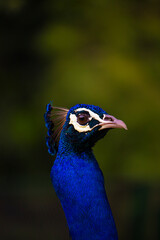 Indian Peacock, closeup, peacock head, peacock feathers, dancing, close up, close up of peacock
