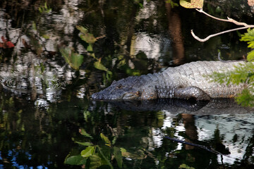 Naklejka premium Jacaré no Canal das Tachas a caminho da praia