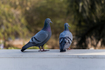 Love Pigeon, love birds