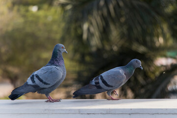 Love Pigeon, love birds