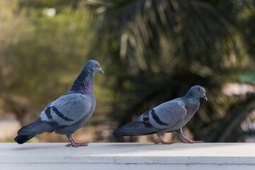 Love Pigeon, love birds