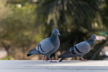 Love Pigeon, love birds