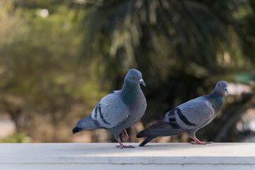 Love Pigeon, love birds