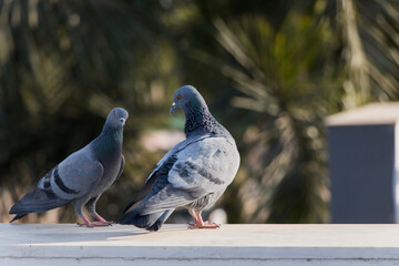 Love Pigeon, love birds