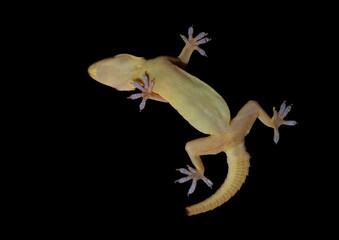 lizard on black background, gecko