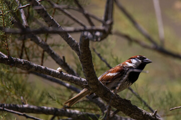 italian sparrow on a tree branch