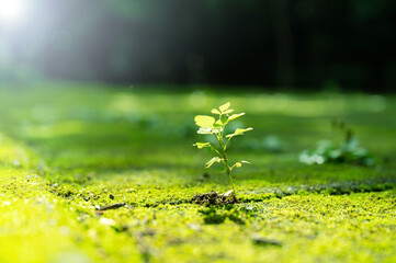 Fresh green shoots that could be used for images of the future, hope and the environment