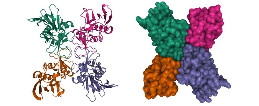 Structure of streptococcal pyrogenic exotoxin A1, 3D cartoon and Gaussian surface model, chain id color scheme, based on PDB 1b1z, white background