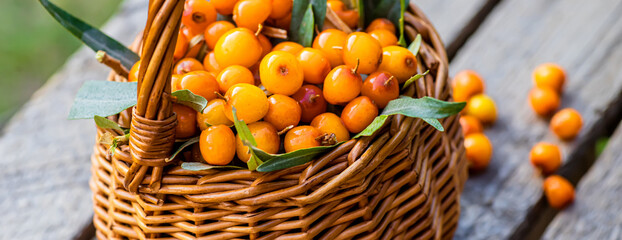 Yellow berries Hippophae close up. Macro. seaberry for preparation of medicinal plants and cooking...