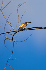 bee-eater on a tree branch with a beetle in its beak on a background of blue sky