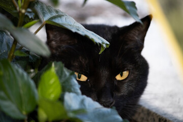 Um gato olhando de tr&aacute;s das plantas