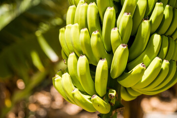 Closeup shot of a green banana branch © Yannick Wegner/Wirestock