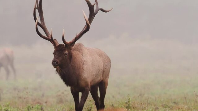 Elk Video Clip During the Rut 