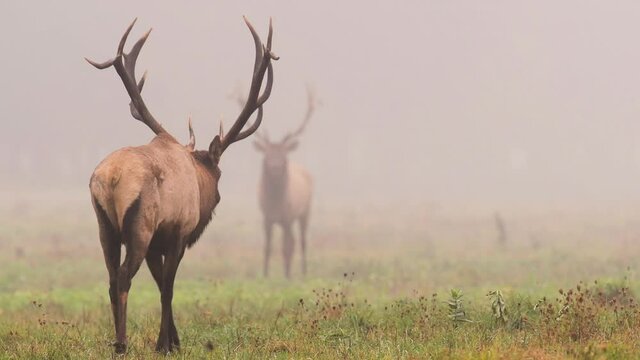 Elk Video Clip During the Rut 
