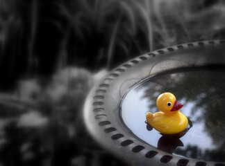 rubber duck floating in a bird bath located in a garden.  focal black and white, soft focus.