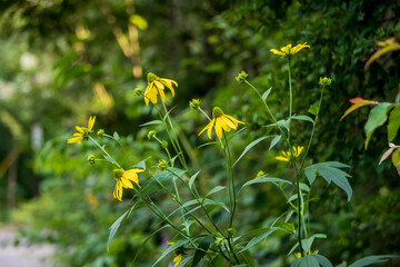 オオハンゴンソウ（Rudbeckia...