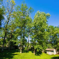 Sunny view of a beautiful backyard with trees and meadow