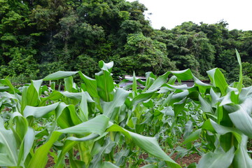 トウモロコシと里芋畑