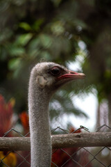 ostrich bird in the zoo