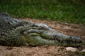 reptile crocodile in the zoo