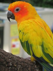 コガネメキシコインコ